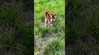 baby deer shorts 😍|fawn bleat |baby deer#fawn #deer #pets #petshop  #tiktok #cute #shorts screenshot 4