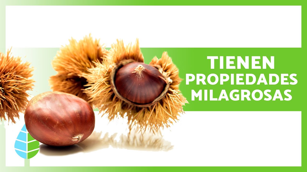 5 Increíbles BENEFICIOS de las CASTAÑAS 🌰✅ (Propiedades Medicinales y Cómo Prepararlas)