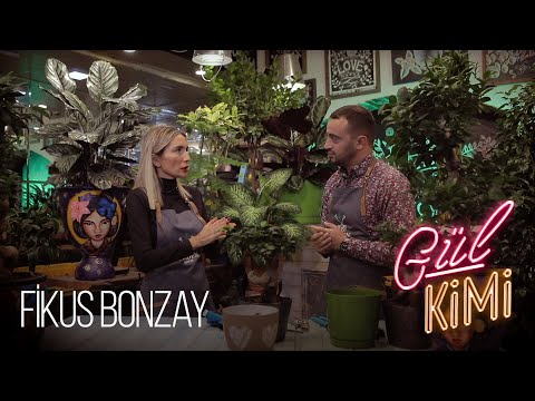 Ficus Bonsai bitkisinin qulluq qaydaları | İlkin və Elnara de Birbuet | Gül Kimi