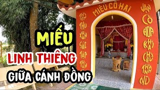 Miếu Cô Hai linh thiêng giữa cánh đồng nghe kể mà sởn da gà