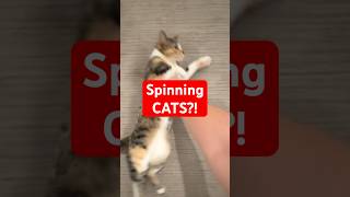 🔄 🐈 🔄