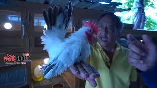 #นักล่ารางวัล #เซียนไก่แจ้ #ไก่แจ้ทีมงานแปดริ้ว