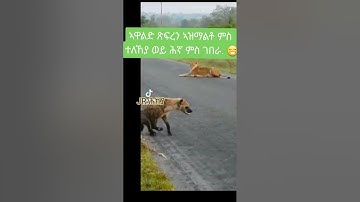 #shorts  #eritrean #eritreanguayla #eritrea #habesha #neweritrean #eritreanmusic #tigray #funny