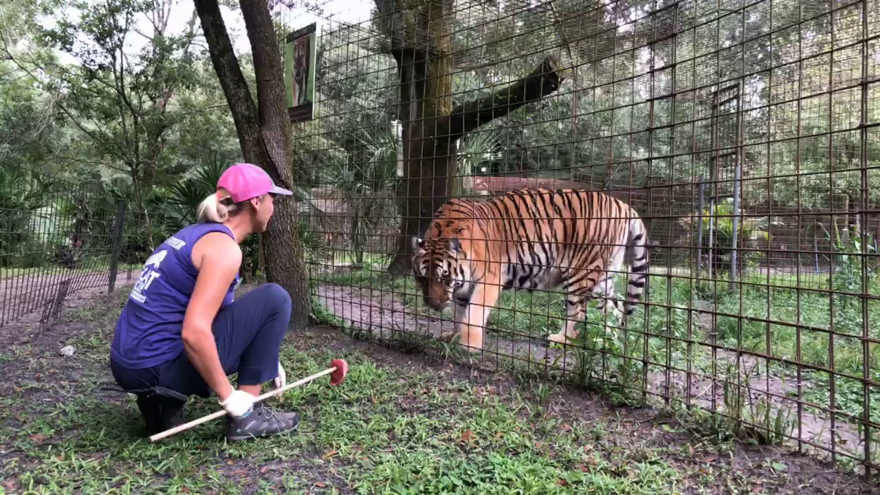 leopard print Kali Tiger gets Treats for her Anniversary!