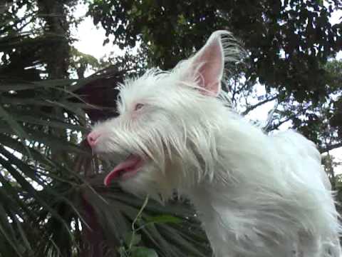 albino terrier