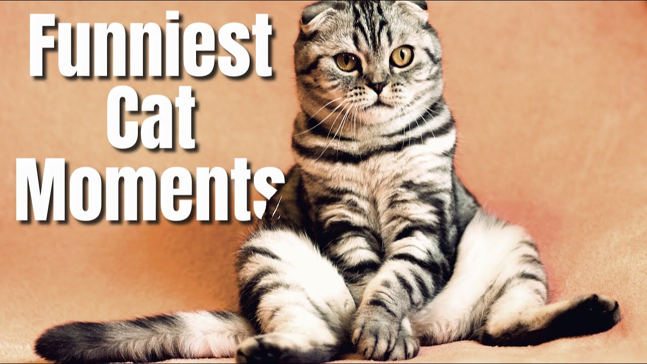 Funniest cat moments | video compilation 😺 cutest cat ever #cute #cats ...