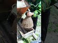 Relocating bee colonies to improve honey production