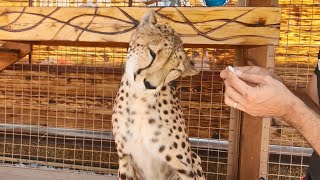 Cleaning Cheetah Gerda's ears