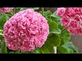 Цветет на балконе молодой кустик Swanland Pink (Australien Pink Rosebud).