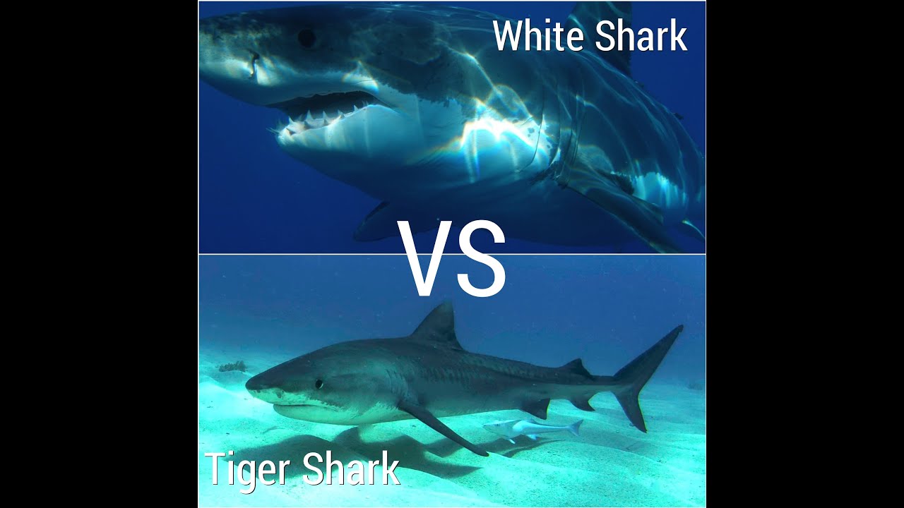 White shark vs Tiger shark The Ultimate Comparison YouTube