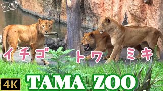 「ニイナ」と「トワ」ちゃんの喧嘩の仲裁に入る「イチゴ」　多摩動物公園ライオン園ドキュメンタリー