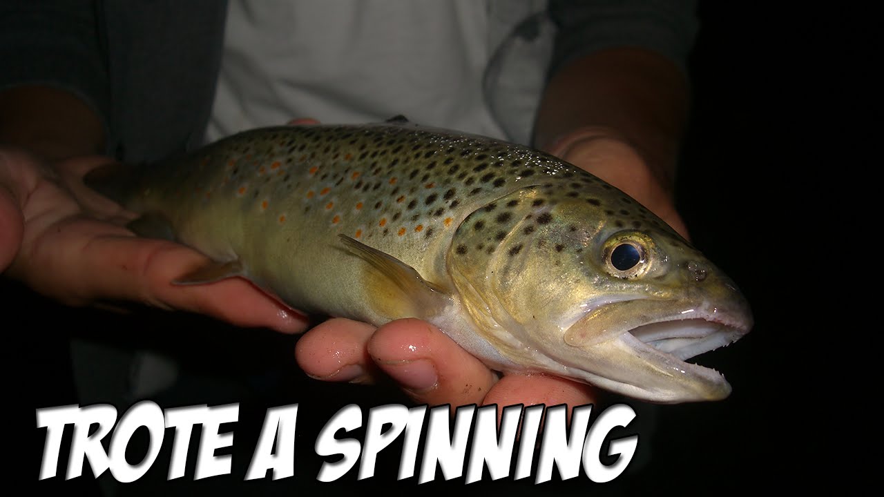 Kolpo Offerta Kit Mulinelli Pesca 2000 per Trota Lago - Feeder - Light