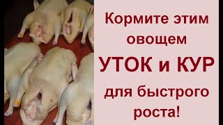 Чем кормить утят летом для быстрого роста