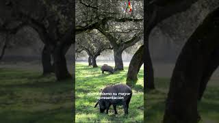 Cerdo Ibérico Su Origen Y Distribución