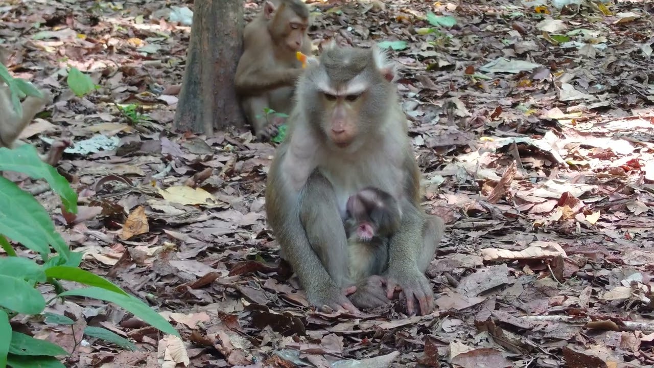 LIBI Need More Food After Gaven Birth  To New Adorable Baby 🐥🍼