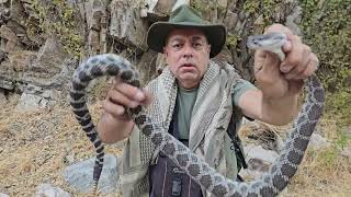 Huge Rattlesnake of the San Gabriel