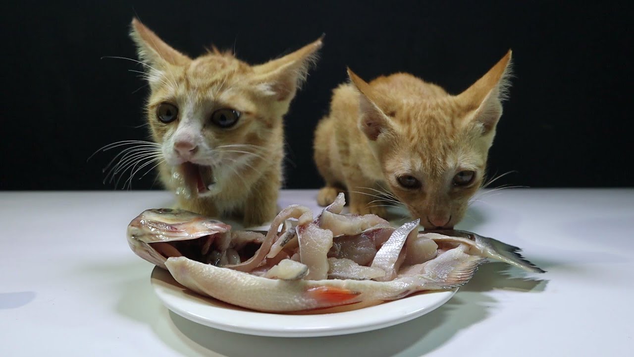 { ASMR } Two Cat Eating Raw Big Fish! Can Cat Eat Raw Fish ...