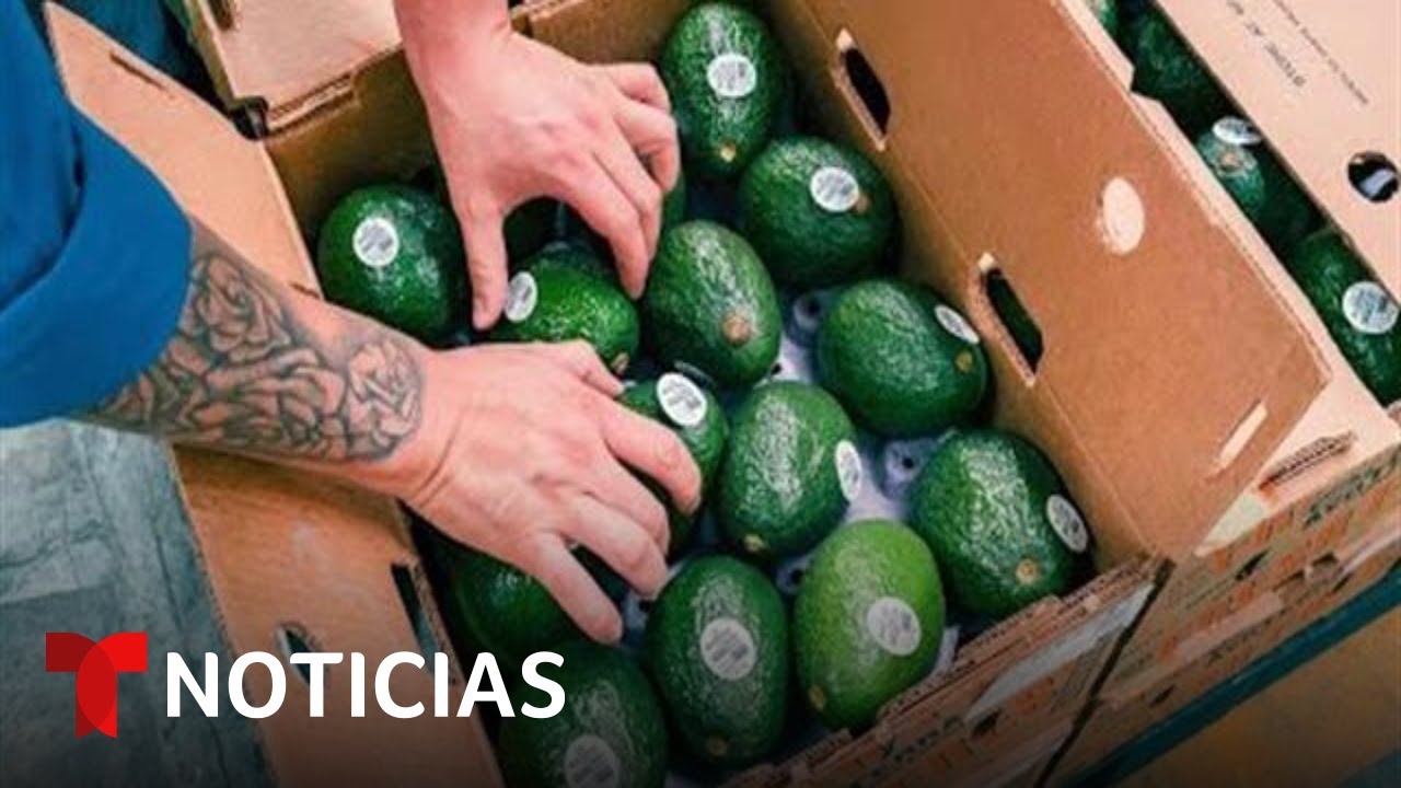 Pronostican un aumento en el precio del aguacate | Noticias Telemundo