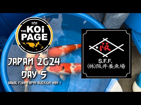 TheKoiPage | Japan