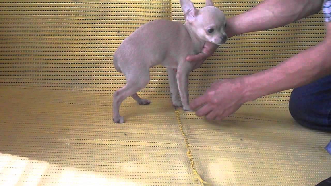 Chihuahua. Macho 1. Cachorros Chihuahua en venta disponibles. compromiso