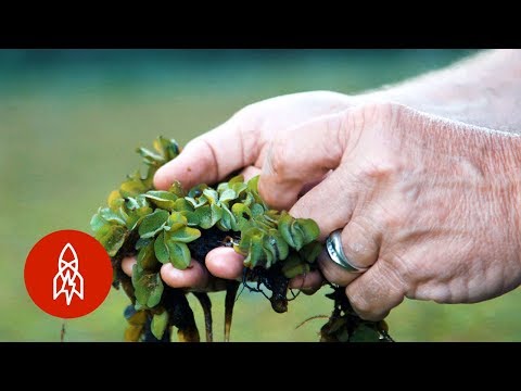 Vídeo: Atraccions espacials d'Altai: la terra on cauen coets del cel