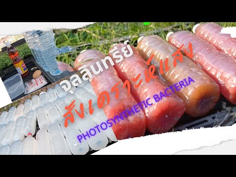 EP33.วิธีการทำ จุลลินทรีย์สังเคราะห์แสง (How to make PhotoSynthetic Bacteria)