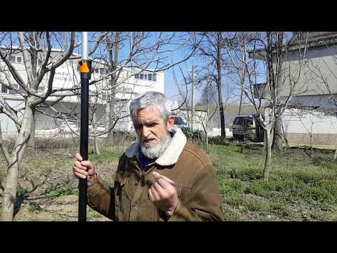 Video: Uzun Ağaçlar Için Budama Makası: Uzun Kulplu Teleskopik Bahçe Makası Nasıl Seçilir? Büyük Hava Modellerinin özellikleri