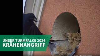 Unser Turmfalke 2024 | Krähenangriff