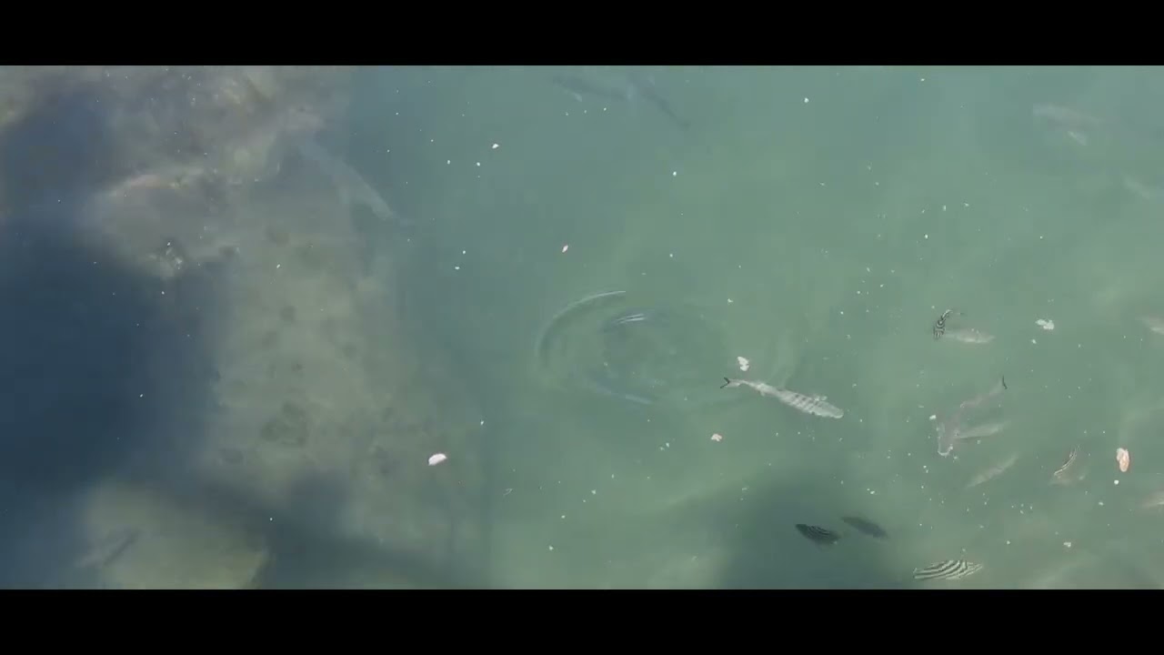 Fishis Journey up close 