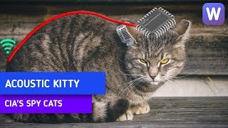 That Time When Cia Wanted To Spy On The Russians By Using Cats