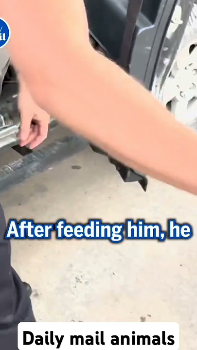 Man adopts stray dog from parking lot First ride to his new home! #animals #cuteanimals #goldens
