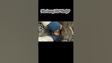 Bắt Chuột Cống Nhum "BỰ CHÀ BÁ" - Đào Hang Bắt Chuột | Út Ruộng Vlog