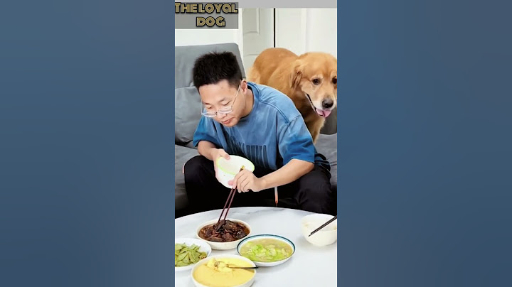 Incredible Obedient Dog! Golden Retriever Will Amaze You. (Emphasizes amazement) #dog#loyaldogs