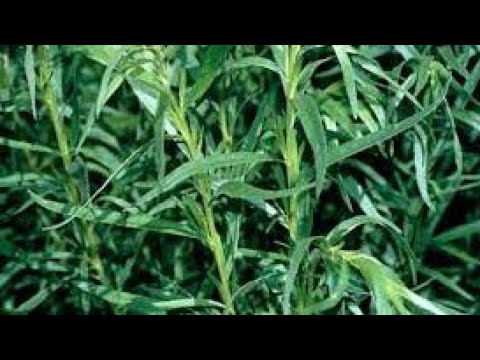 Video: Estragon: Značajke Uzgoja I Uporabe