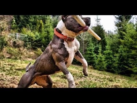 ¿Tipos de Pitbulls? LA VERDAD - Pitbull Lines - Colby Line | JuanesRFC_DogsTV Pitbull Colby. Características, Temperamento Y Cuidados