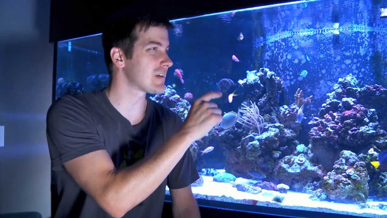 how to videos on tiktok Mr. Saltwater Tank TV Friday AM Quick Tip #132: The Surface Scum Tool You've Already Paid For