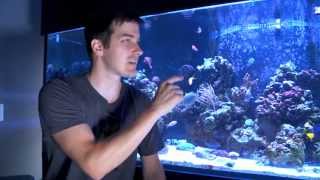 Mr. Saltwater Tank TV Friday AM Quick Tip #132: The Surface Scum Tool You've Already Paid For