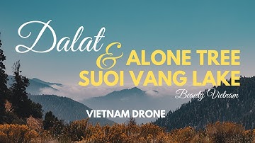 [Graded] Rừng thông Đà Lạt - Suối Vàng - Cây cô đơn - Suoi Vang Lake - Alone Tree_Drone Footage