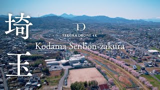 [桜ドローン撮影4K]埼玉県本庄市こだま千本桜 / Kodama Senbon-zakura, Honjo, Saitama | 桜ドローンプロジェクト