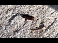 2022-08-03: Black Soldier Fly pupa burrowing after exiting bin