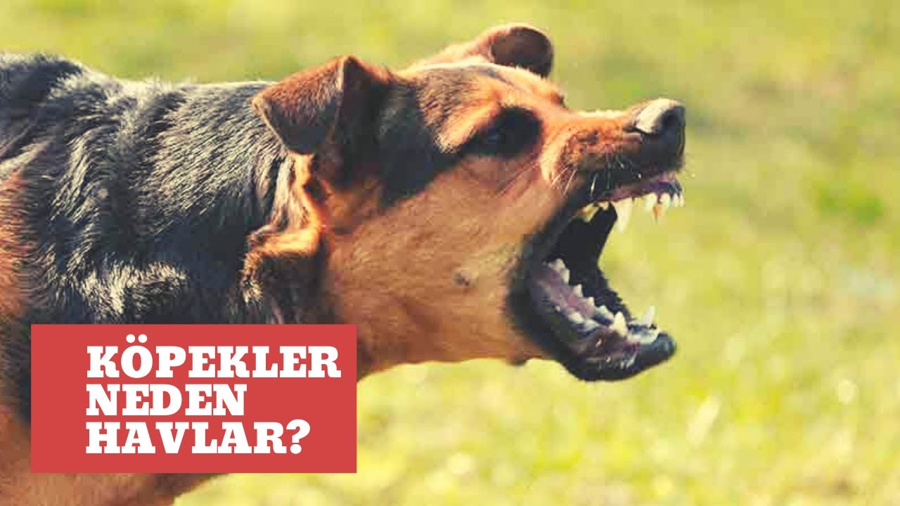 köpeğim diğer köpeklere havlıyor