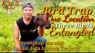 Bird Trap One Location Three Birds Entangled // Perangkap Burung Satu Lokasi Tiga Burung Terjerat