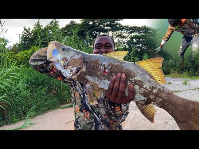 EPIC slingshot spearfishing on the bridge snook mullet tilapia catch N cook  