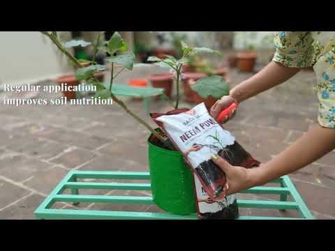 SACS Vanya Neem Powder Organic  Pest Repellent for Plants