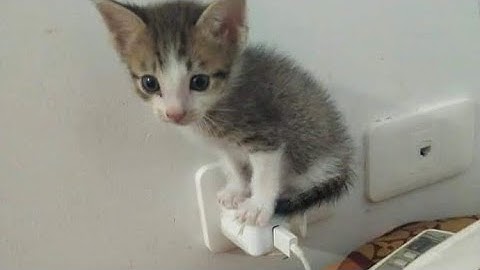 CS:GO Opening 10 "Spectrum 2" cases