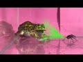 Bullfrog frightened by flatulence bugs【WARNING LIVE FEEDING!!】