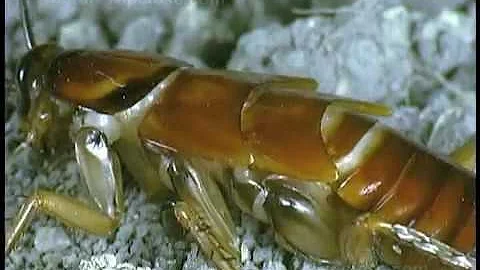Cockroach molting