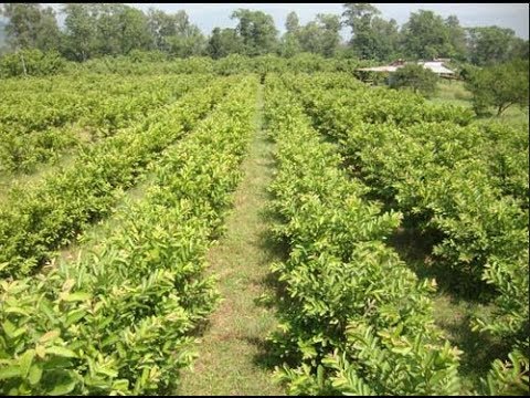 Guava High density planting