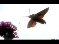 Hummingbird hawk moth