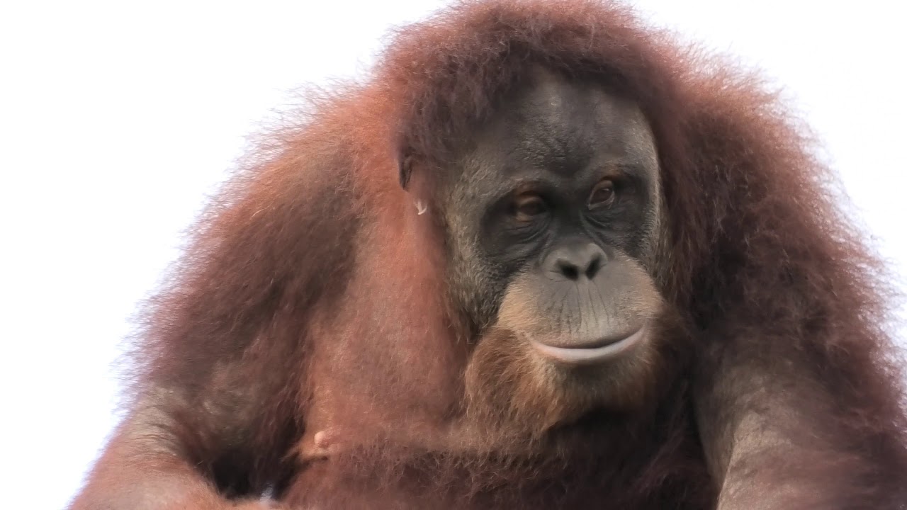 体操乙女 リリー 市川動植物園 スマトラオランウータン Youtube